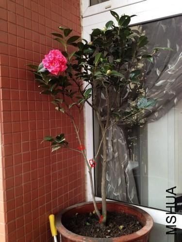 nEO_IMG_��Ƭ 002.jpg