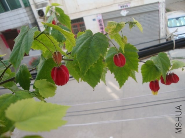DSC05004.JPG