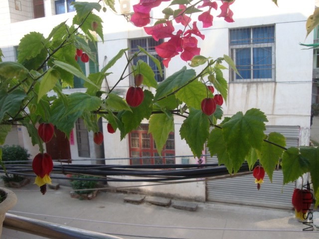 DSC05005.JPG
