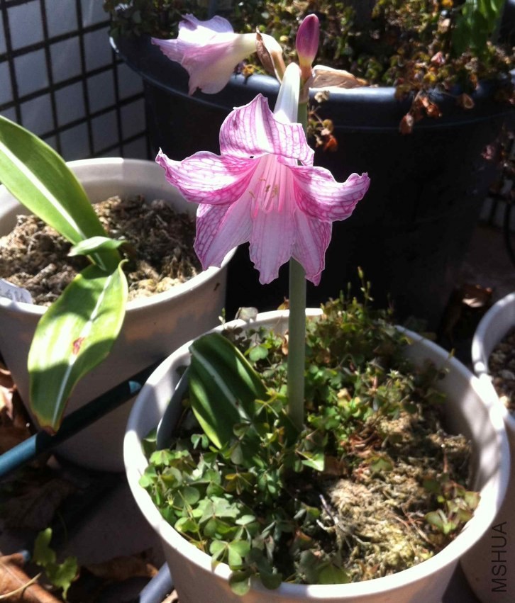 ԭ������