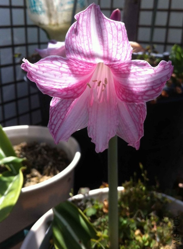 ԭ������