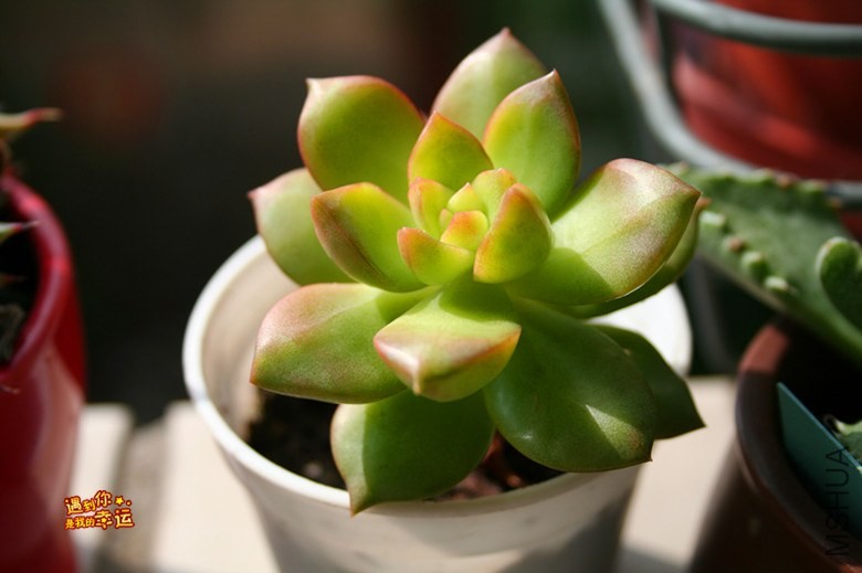 ��Ƭ 096_����.jpg