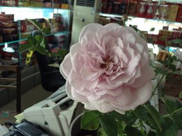 IMG_0152.JPG