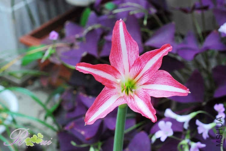 DSC_4633.jpg