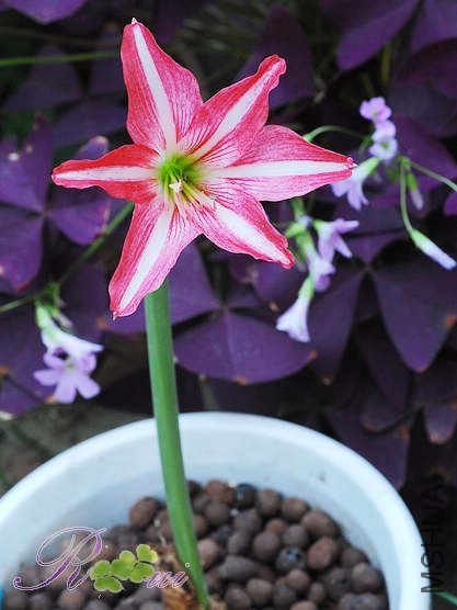 DSC_4631.jpg