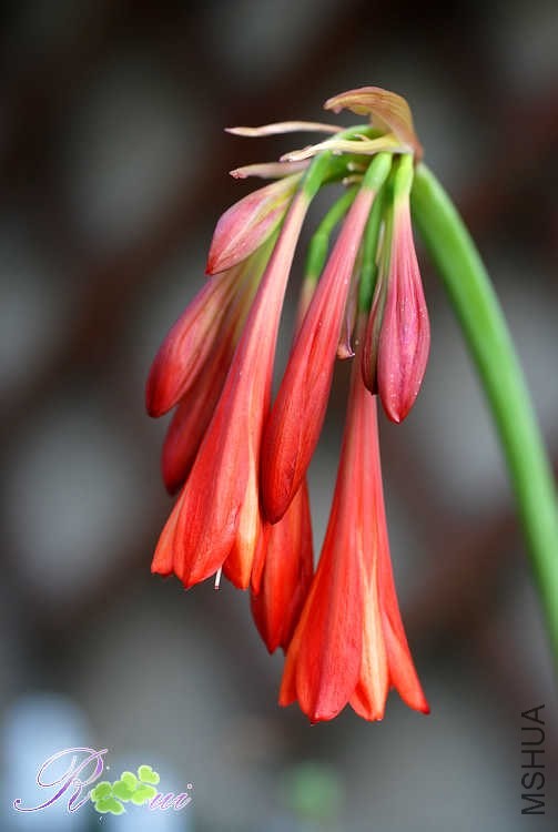 DSC_5076.jpg