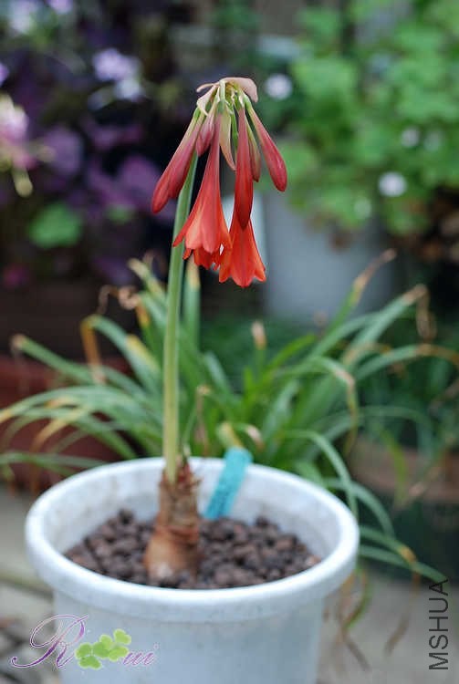 DSC_5091.jpg