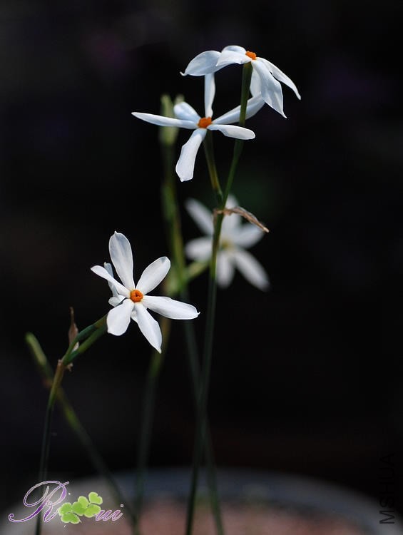 DSC_5165.jpg