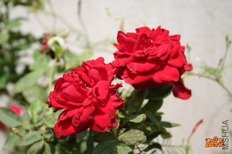 ��Ƭ 185_����.jpg