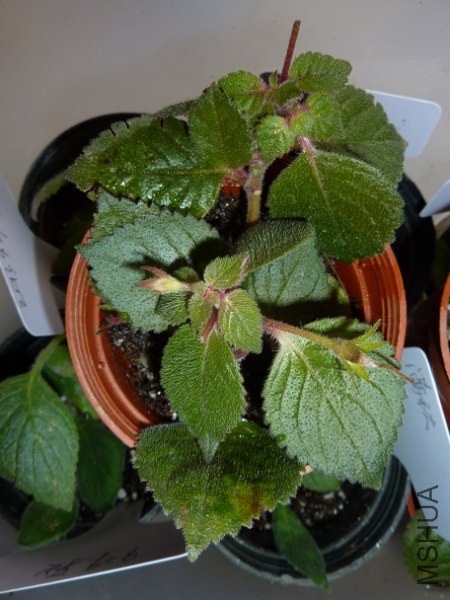 P1230847_450x600.JPG