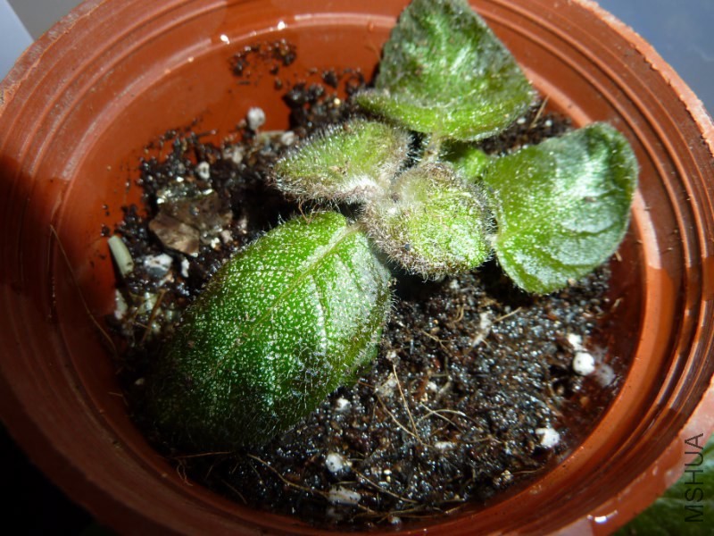 P1230848_800x600.JPG