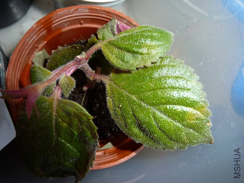 P1230852_800x600.JPG