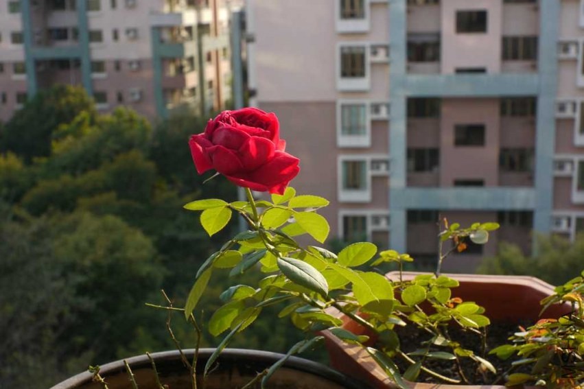 P1080564.JPG