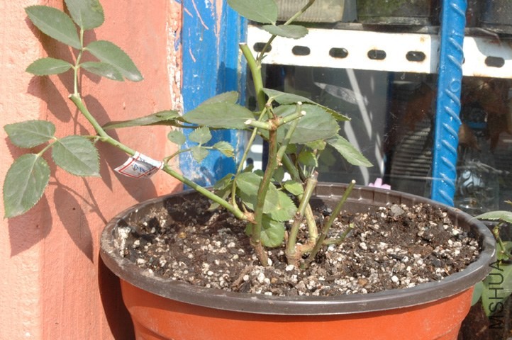 DSC_8002.JPG