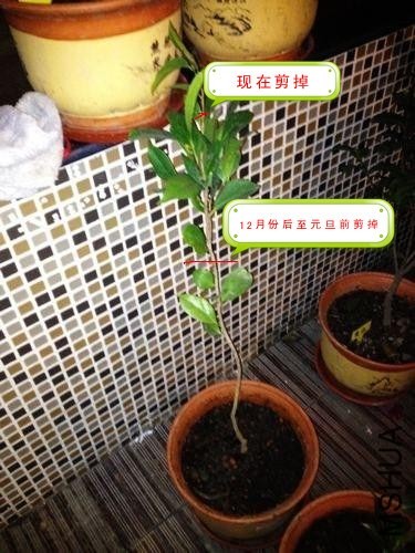 nEO_IMG_��Ƭ 005_����.jpg