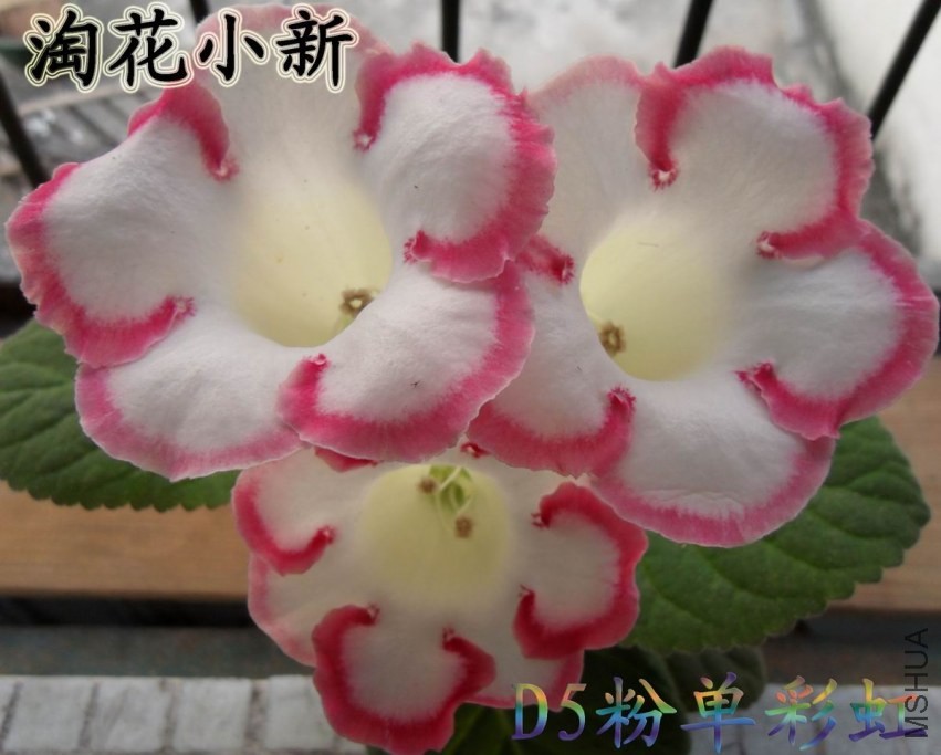 D5�۵��ʺ�1.jpg