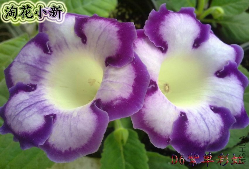 D6�ϵ��ʺ�1.jpg