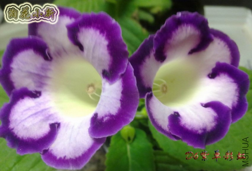 D6�ϵ��ʺ�.jpg