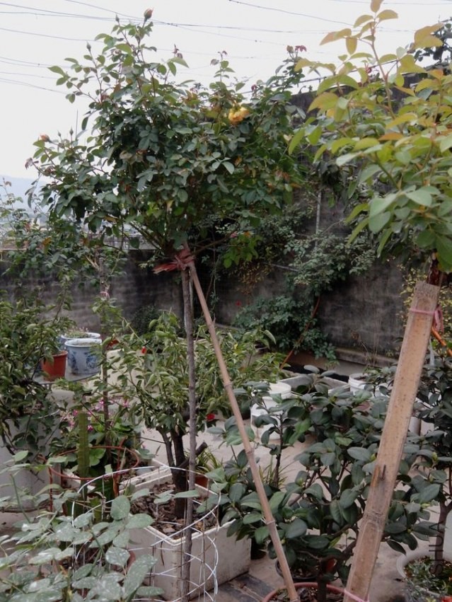 555.jpg