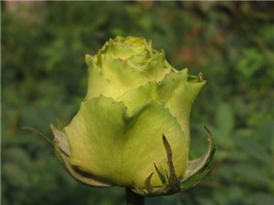 IMG_0145.jpg