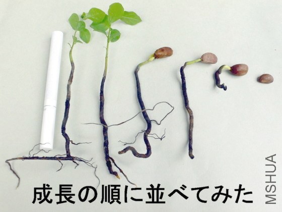 ���f����ֳ--���N1.jpg