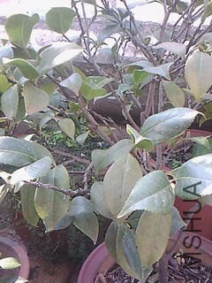 IMG0045A_��ͼ��.jpg