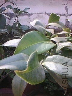 IMG0046A_��ͼ��.jpg