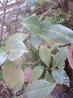 IMG0047A_��ͼ��.jpg