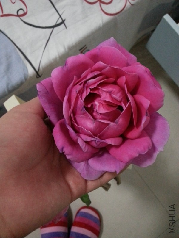����Ӳ�֪���¼�