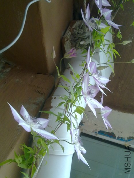 201309021661.jpg