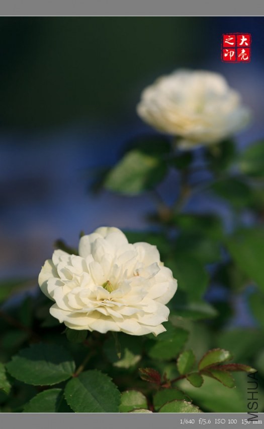IMG_4764.jpg