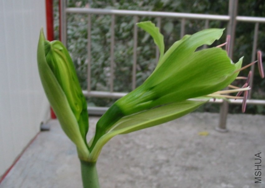 Hippeastrum ԭ��.jpg