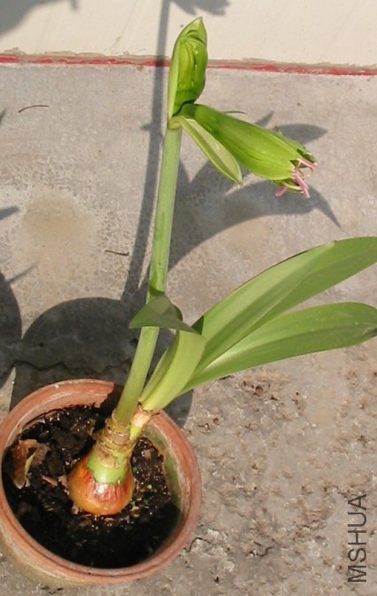 Hippeastrum ԭ��a.jpg