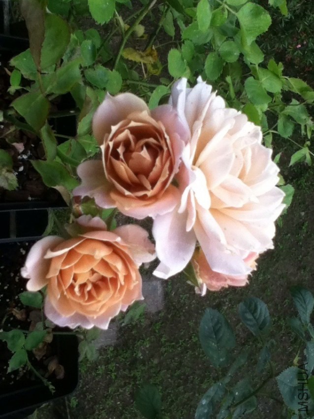 QQͼƬ20131027183248.jpg