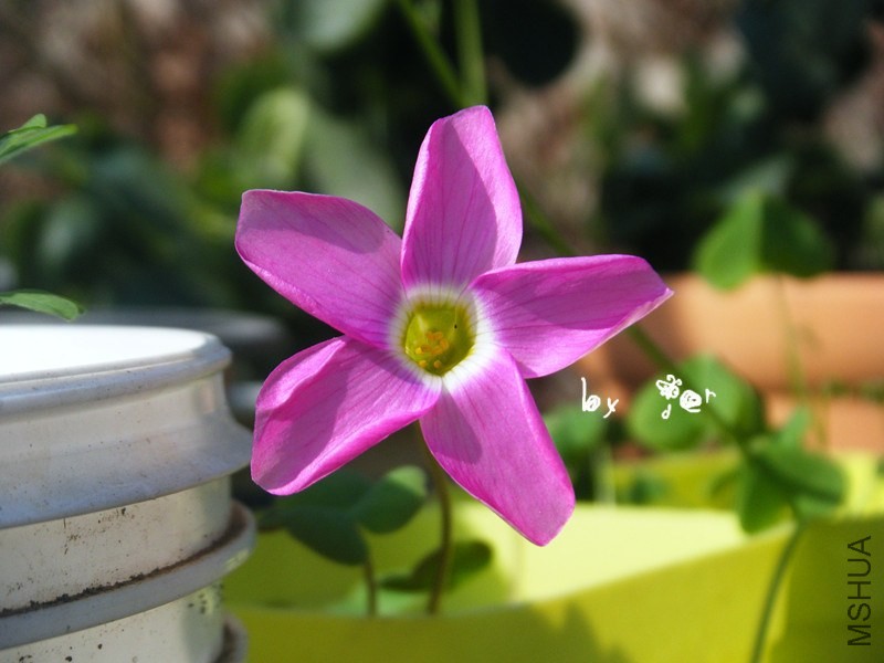 DSCF9230_����.jpg
