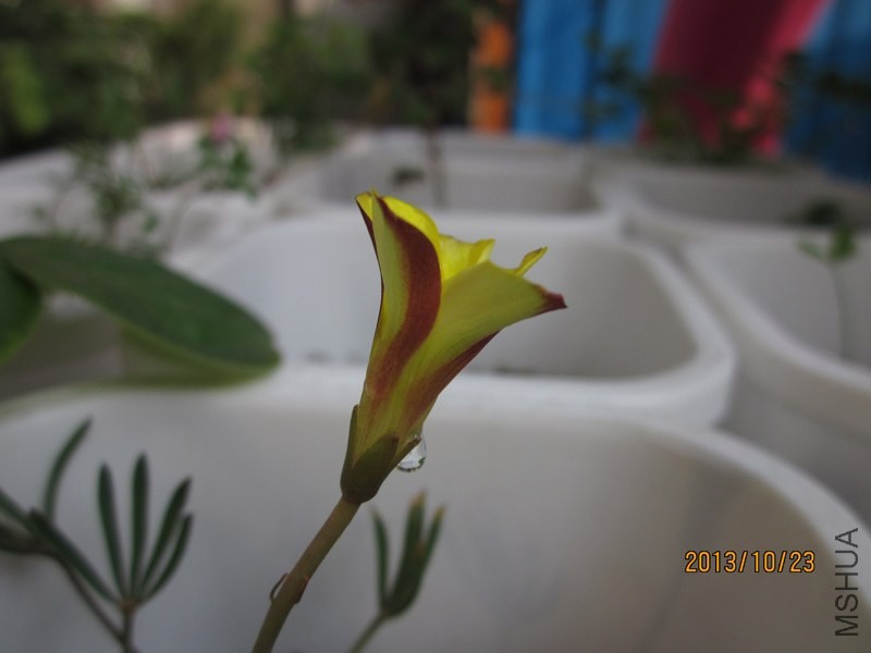 bbsIMG_2738.jpg