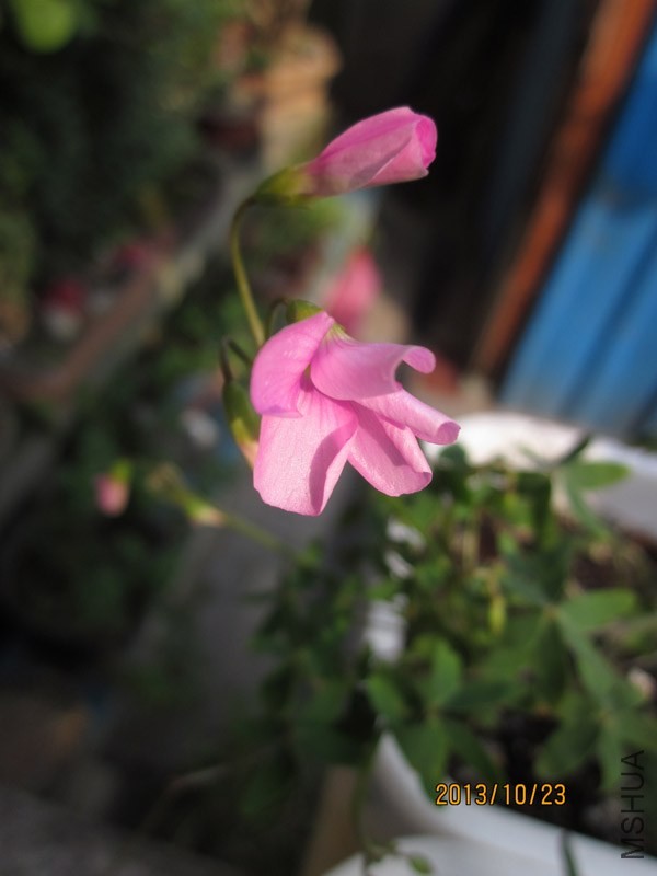 bbsIMG_2740.jpg