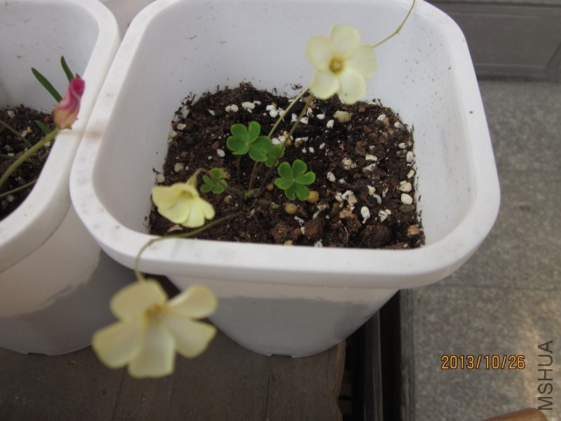 bbsIMG_2749.jpg