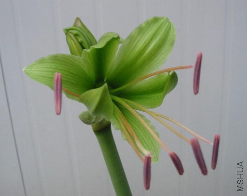 Hippeastrum ԭ��2.jpg