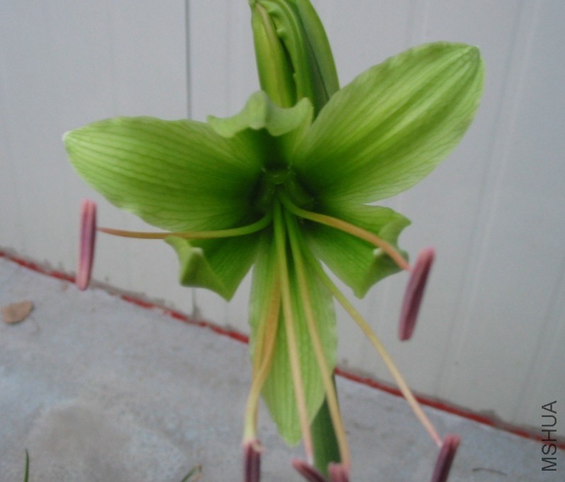 Hippeastrum ԭ��3.jpg