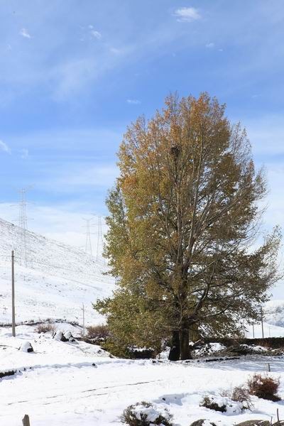 �¶��š����׸��ӣ���ѩ��֮һ (15).JPG