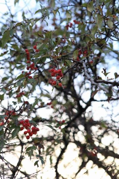 �¶��š����׸��ӣ���ѩ��֮һ (21).JPG