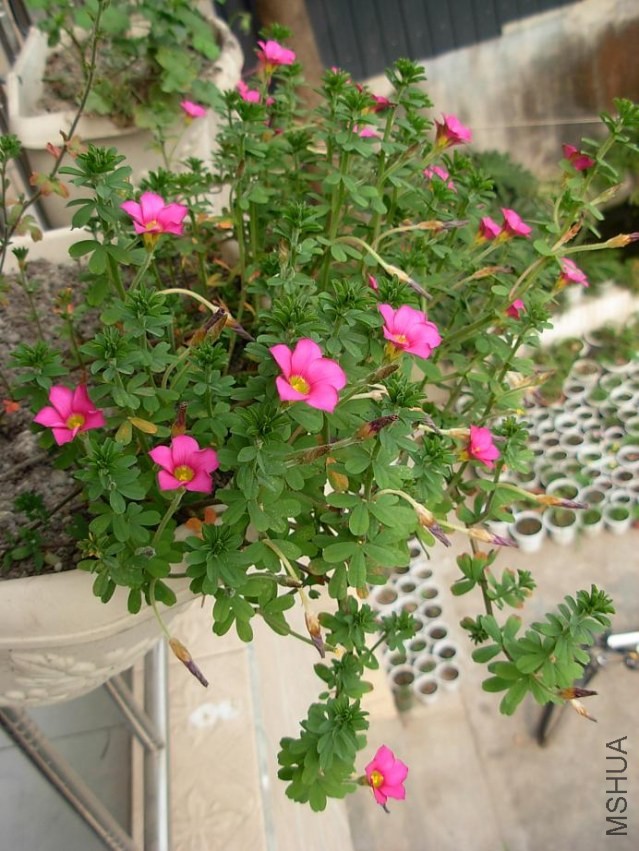 DSCN0375g.JPG