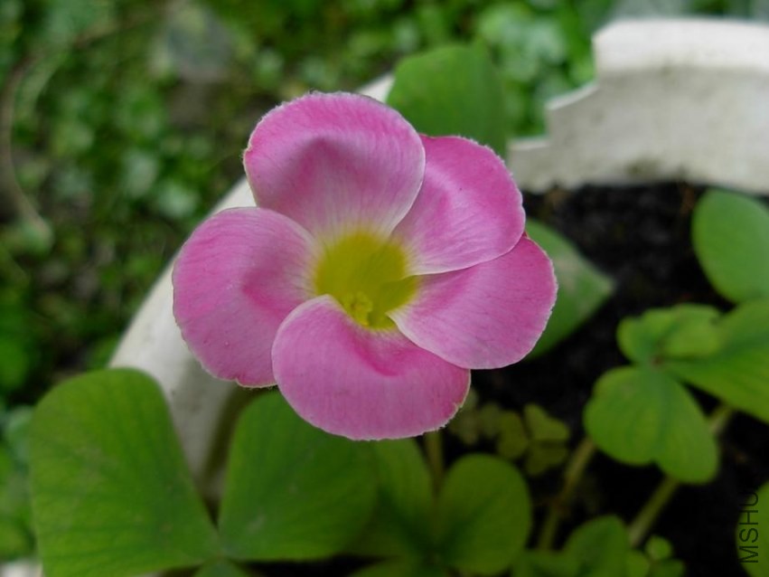 DSCN0430g.JPG