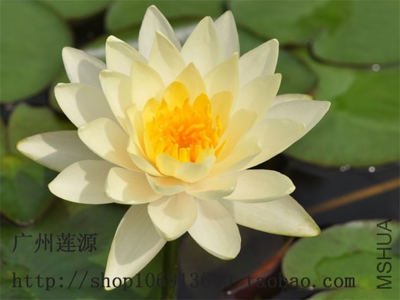 ����-inner light2.jpg