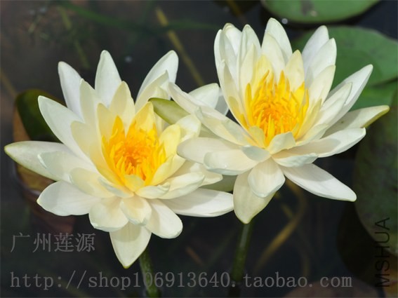 ����-inner light3.jpg