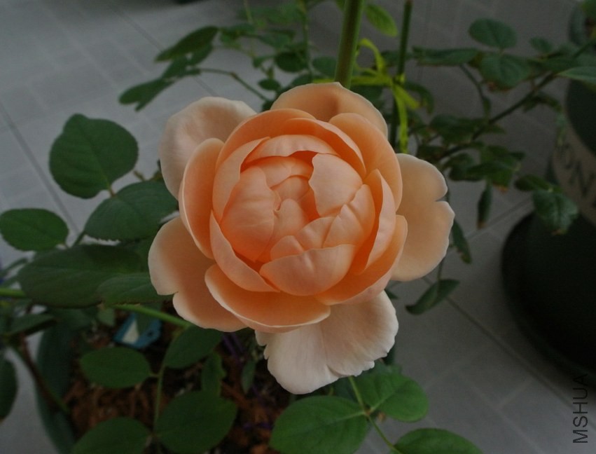 DSC_0485_������С.JPG