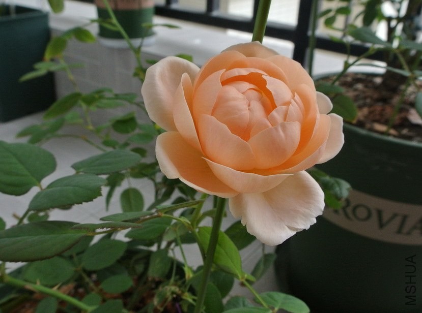 DSC_0486_������С.JPG