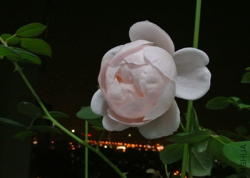 DSC_0510_������С.JPG