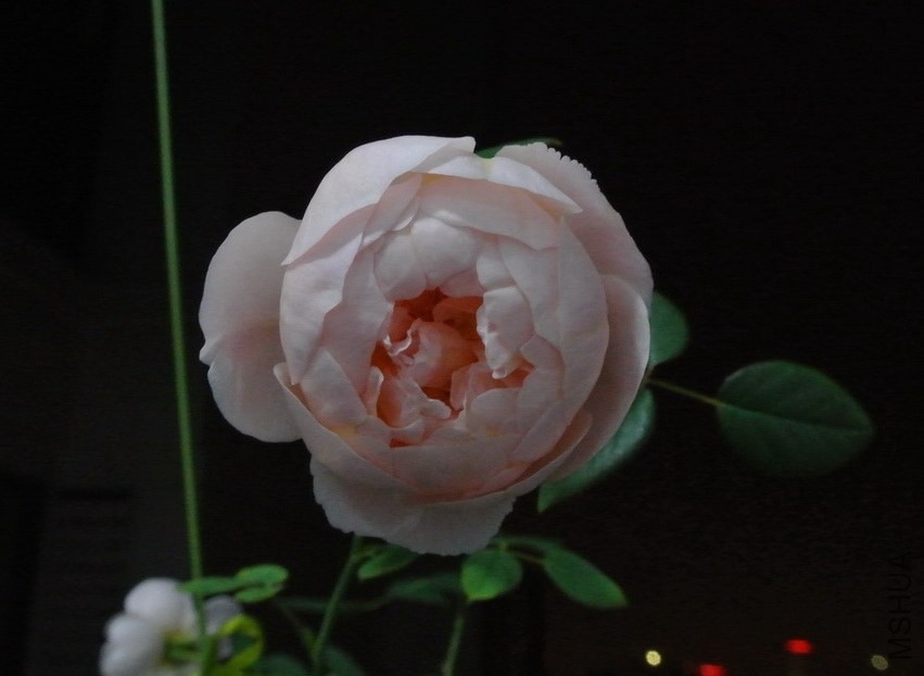 DSC_0519_������С.JPG